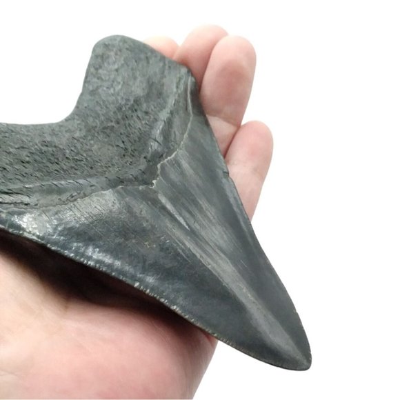 Prehistoric Otodus Megalodon Fossilized Shark Tooth Massive Top Quality Specimen - Picture 4 of 7
